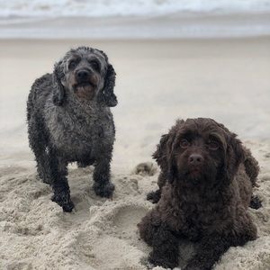 Meet your Posher, Logan